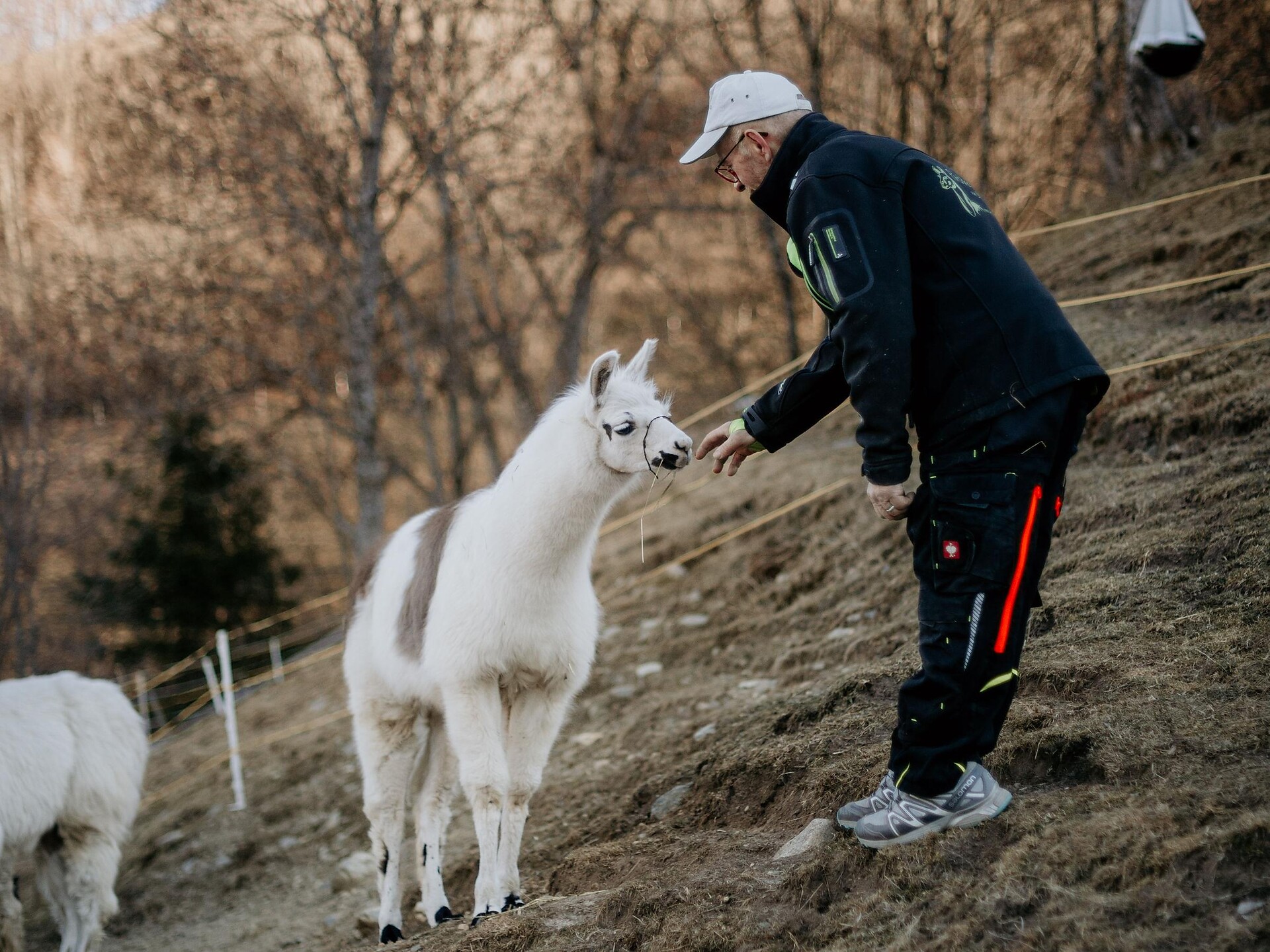 Giornata di esperienza con i lama "Lama, montagne e natura" a Birchberg/Plaus Naturno 3 suedtirol.info