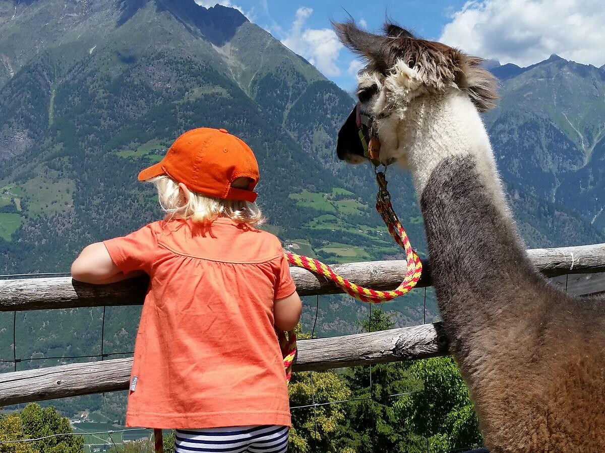 Giornata di esperienza con i lama "Lama, montagne e natura" a Birchberg/Plaus Naturno 2 suedtirol.info
