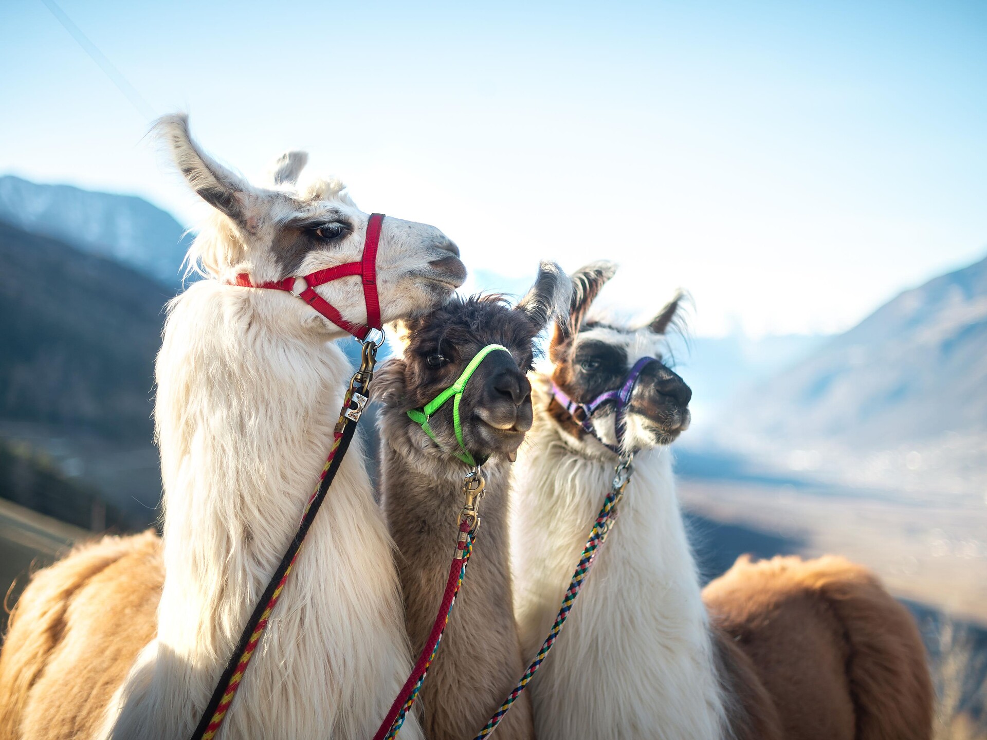 Giornata di esperienza con i lama "Lama, montagne e natura" a Birchberg/Plaus Naturno 1 suedtirol.info