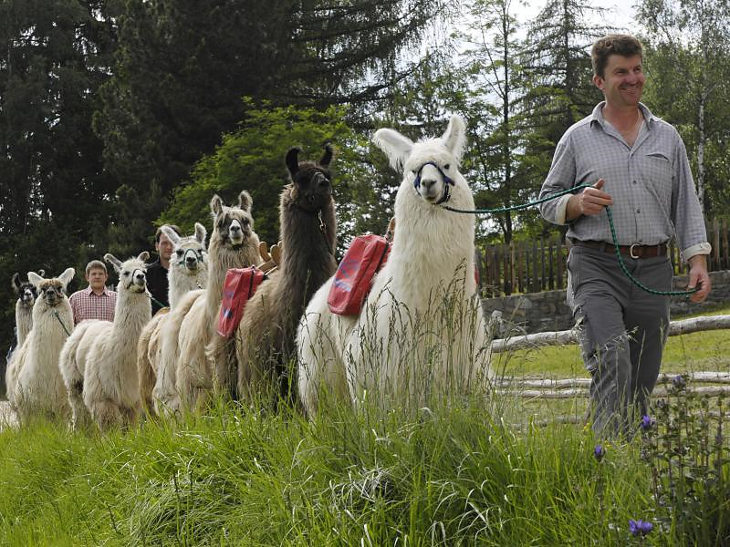 Guided Lama - & Alpakatrekking - Fuchslöchl Ritten/Renon 3 suedtirol.info