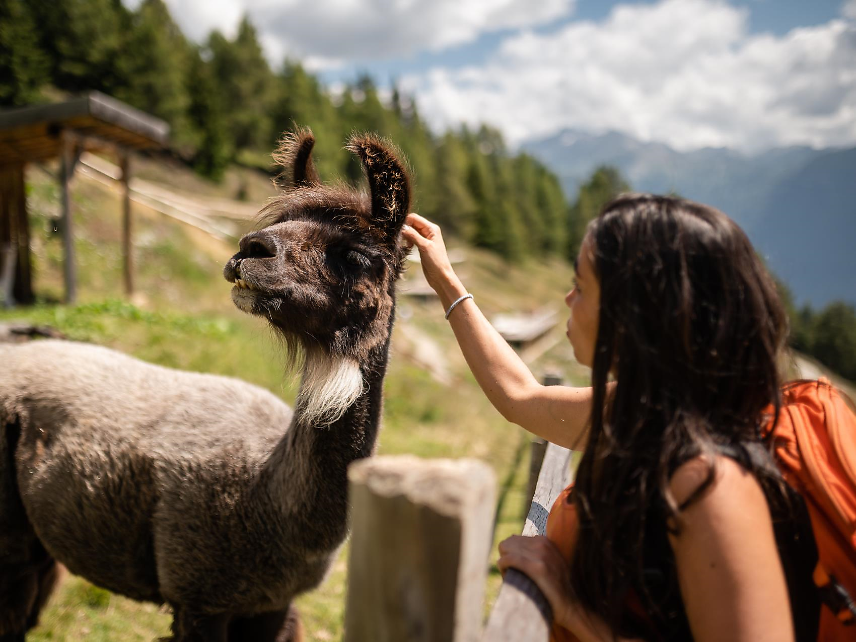 I lama, i migliori amici dei bambini - Vipiteno e dintorni - #1 - suedtirol.info