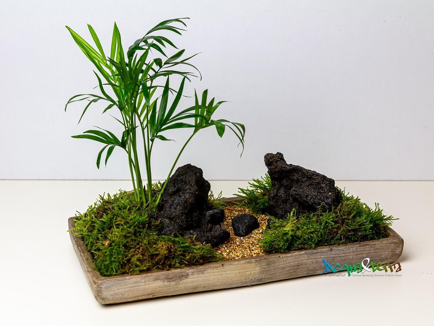 Merano Flower Festival - Workshop Moss Zen Art: orientalischer Miniaturgarten - Meran und Umgebung - #1 - suedtirol.info