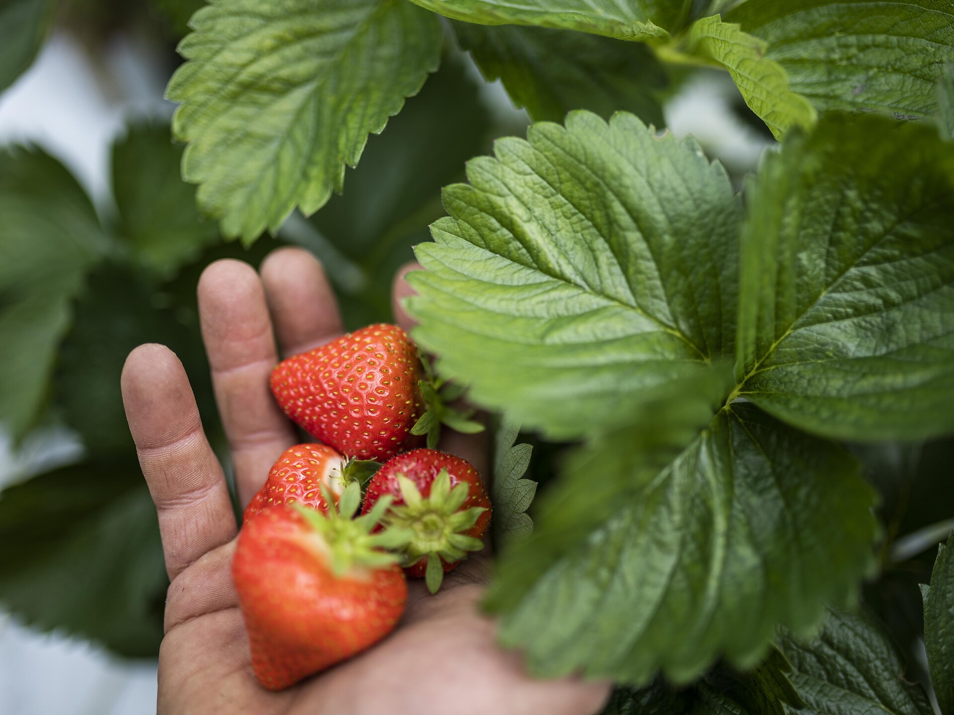Marteller Erdbeertage - Vinschgau - #1 - suedtirol.info