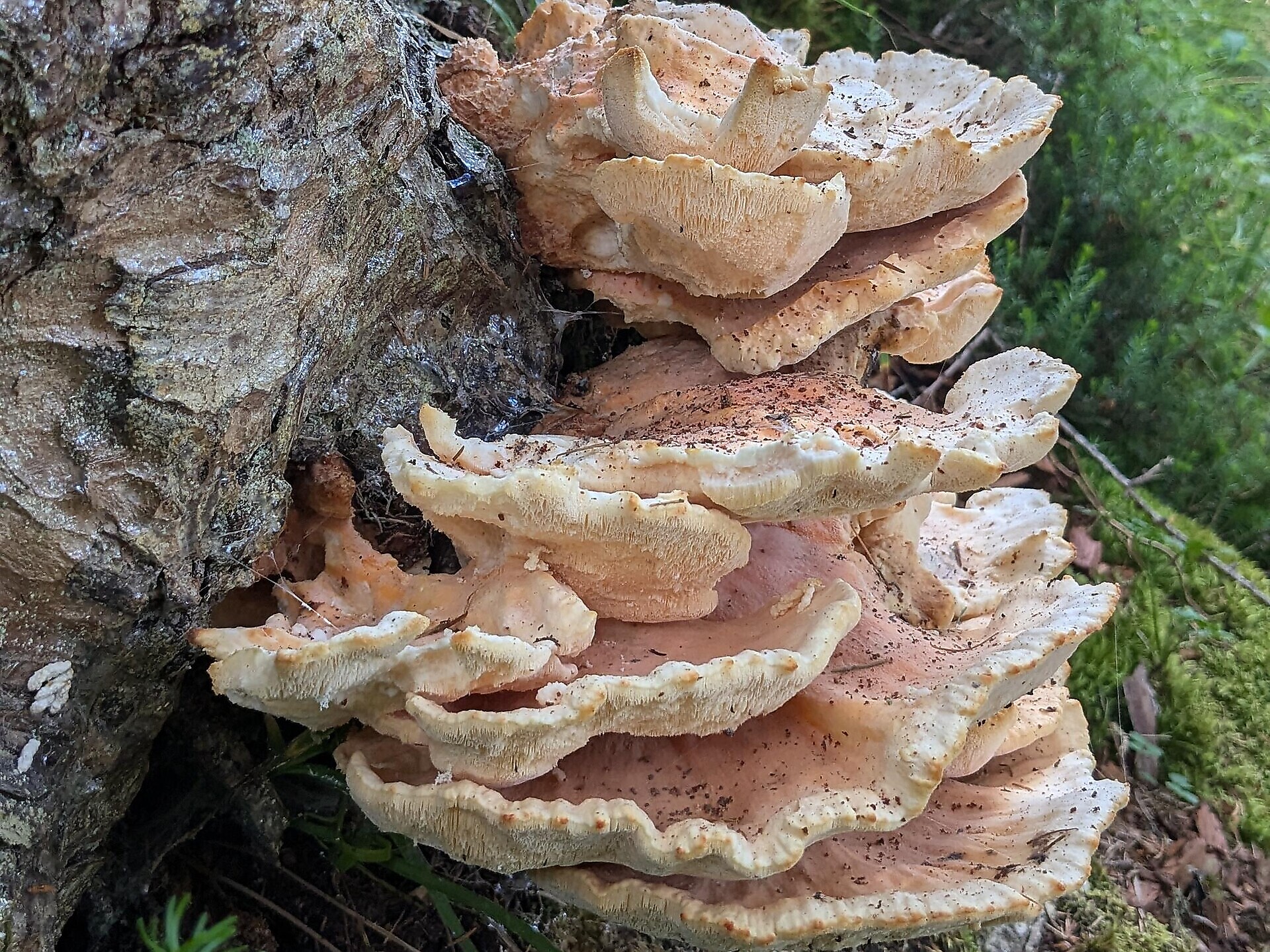 Mycological excursion in the Hauensteiner Wald - Dolomites Region Seiser Alm - #2 - suedtirol.info