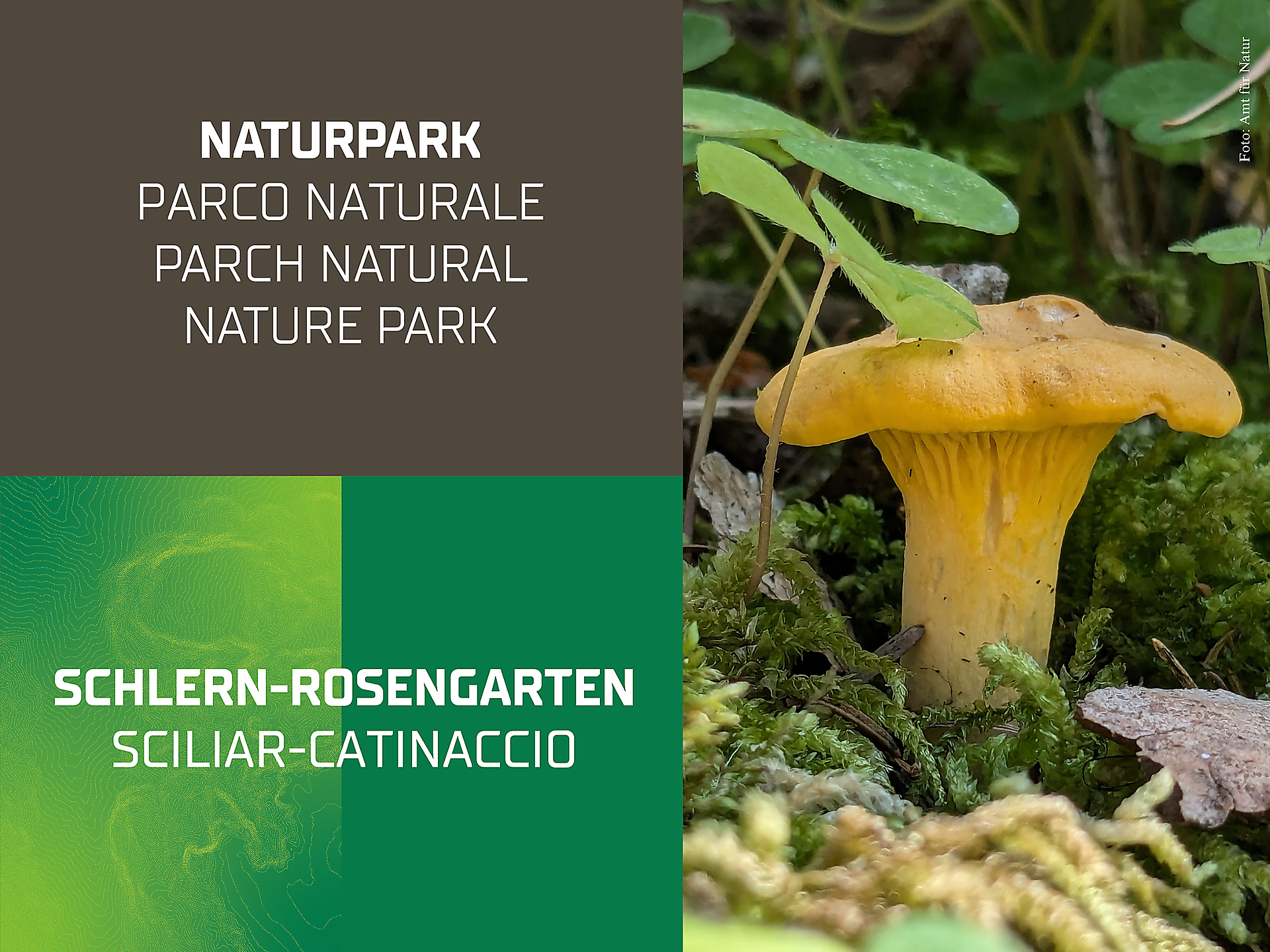 Mycological excursion in the Hauensteiner Wald - Dolomites Region Seiser Alm - #1 - suedtirol.info