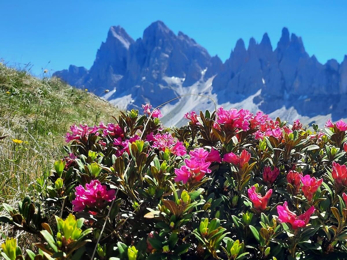 Wednesday on tour: From the Plose tu the hut Halslhütte - Dolomites Region Eggental - #1 - suedtirol.info