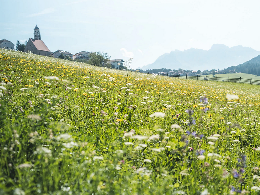 Mercoledì in tour: Da Nova Ponente al ristoro "Schneiderwiesen" (Colle) - Regione dolomitica Val d'Ega - #1 - suedtirol.info