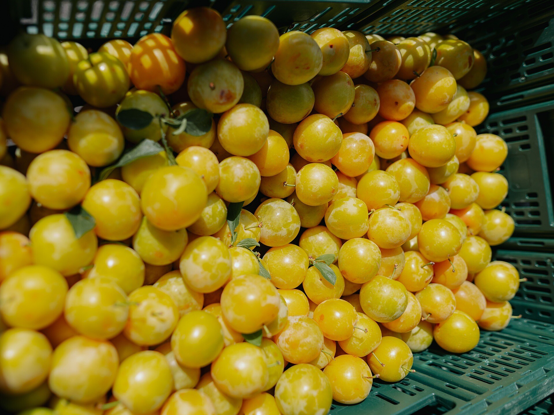 Mercatino contadino a San Giacomo - Bolzano e dintorni - #3 - suedtirol.info