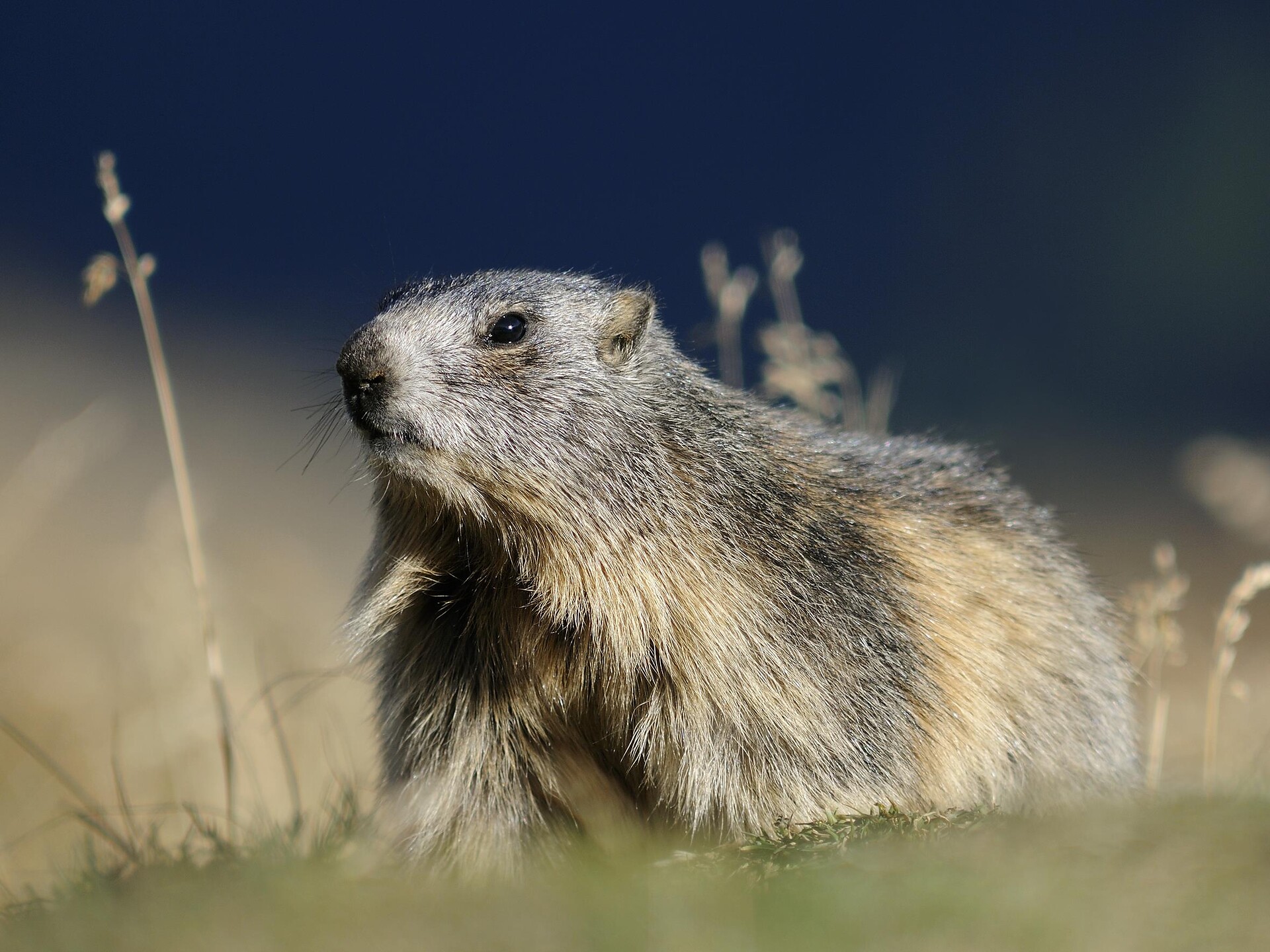 Marmot Hike - Vinschgau/Val Venosta - #1 - suedtirol.info