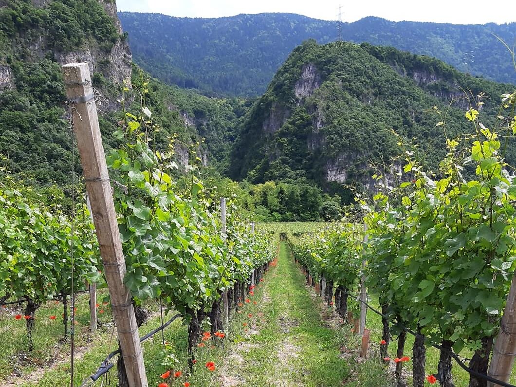 Mercoledì in tour: Salorno - il sentiero di Dürer - Regione dolomitica Val d'Ega - #2 - suedtirol.info
