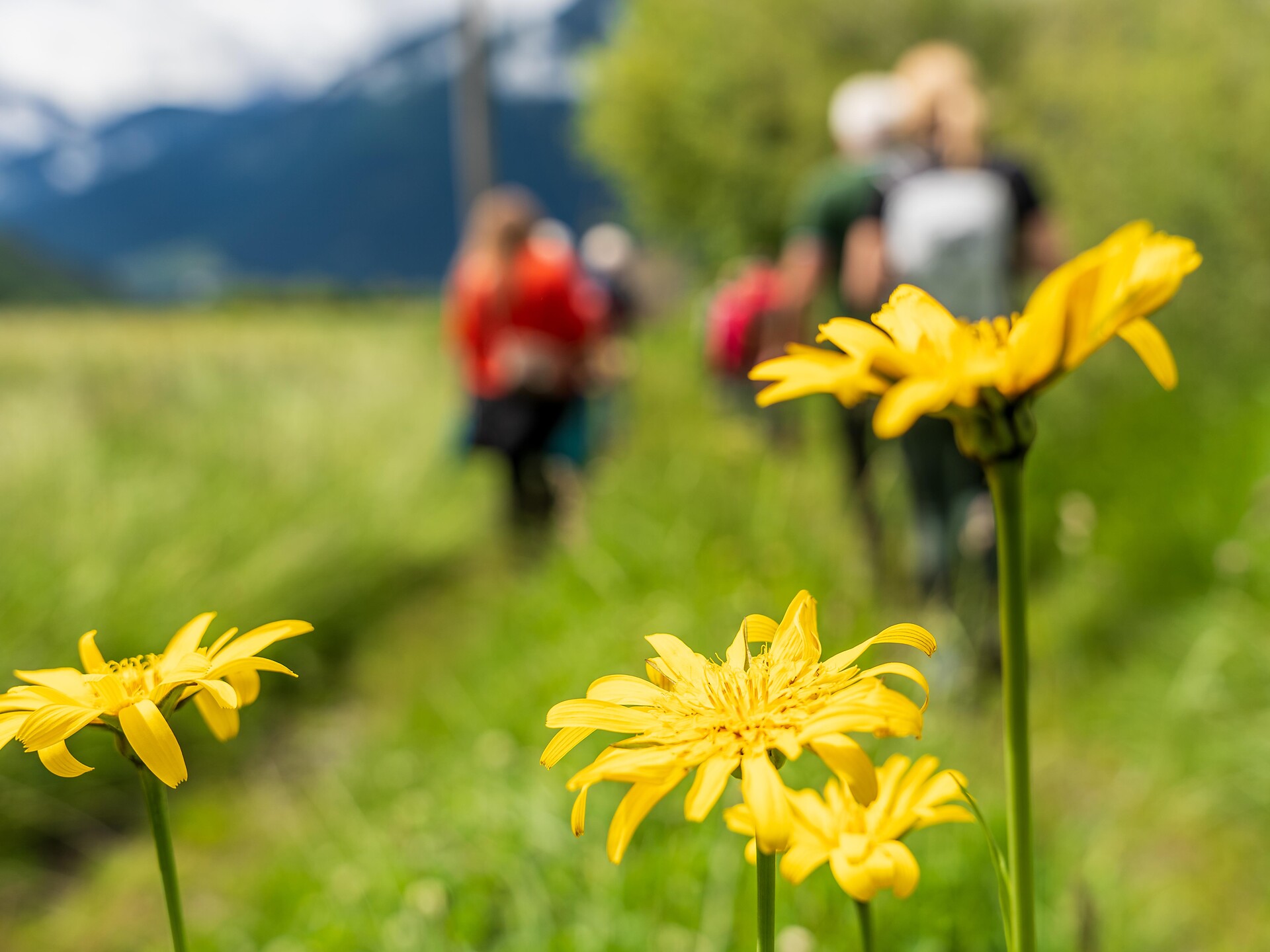 Muta di Malles: l’irrigazione tradizionale dei prati e gli uccelli nidificanti a - Val Venosta - #3 - suedtirol.info