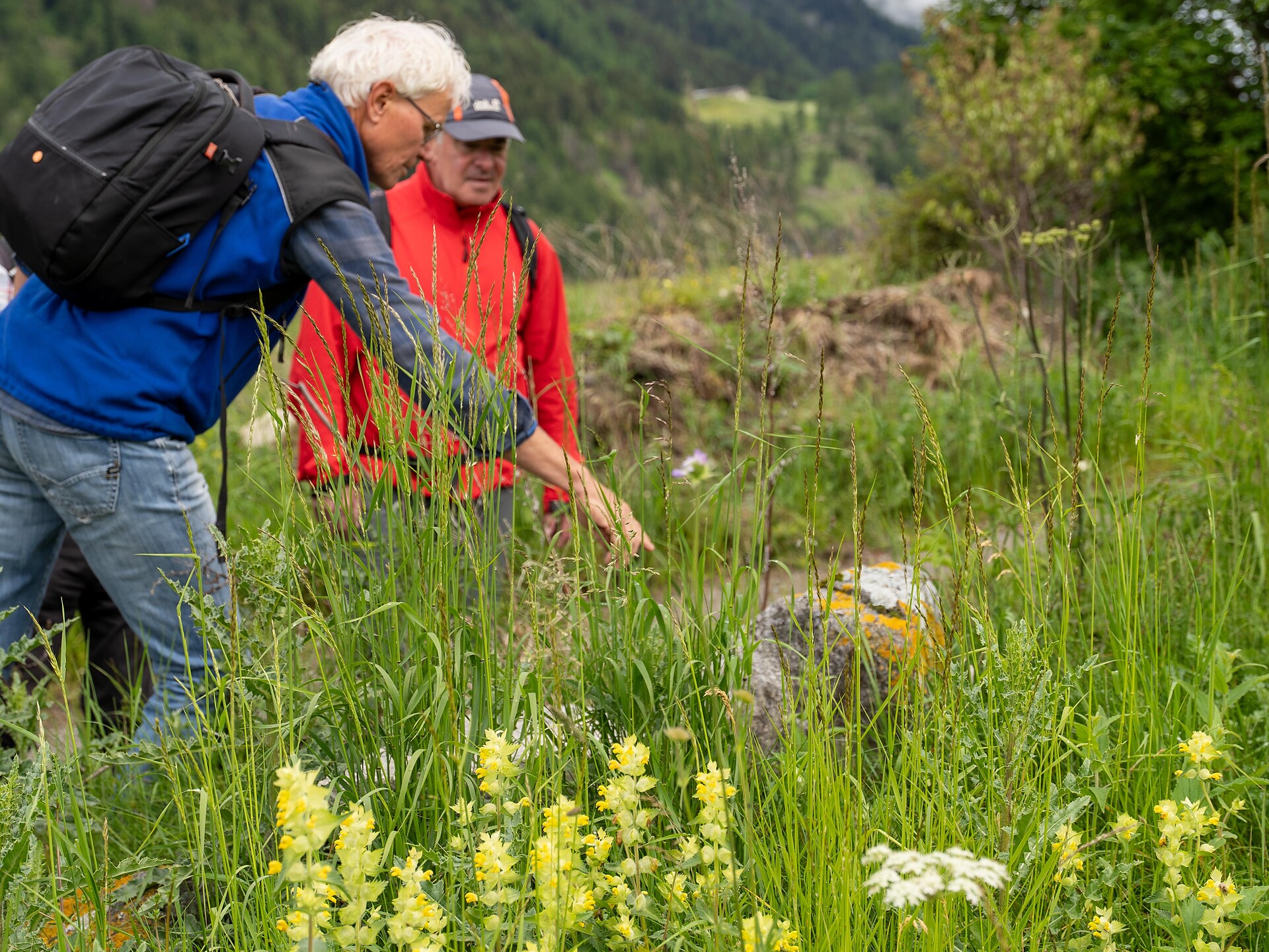 Muta di Malles: l’irrigazione tradizionale dei prati e gli uccelli nidificanti a - Val Venosta - #2 - suedtirol.info