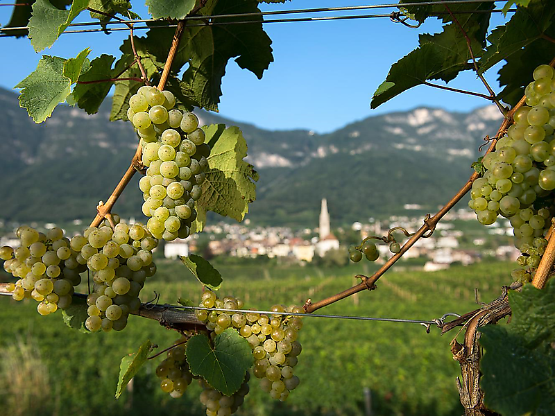 Mit Wein auf Weltreise - Bolzano/Bozen and environs - #1 - suedtirol.info
