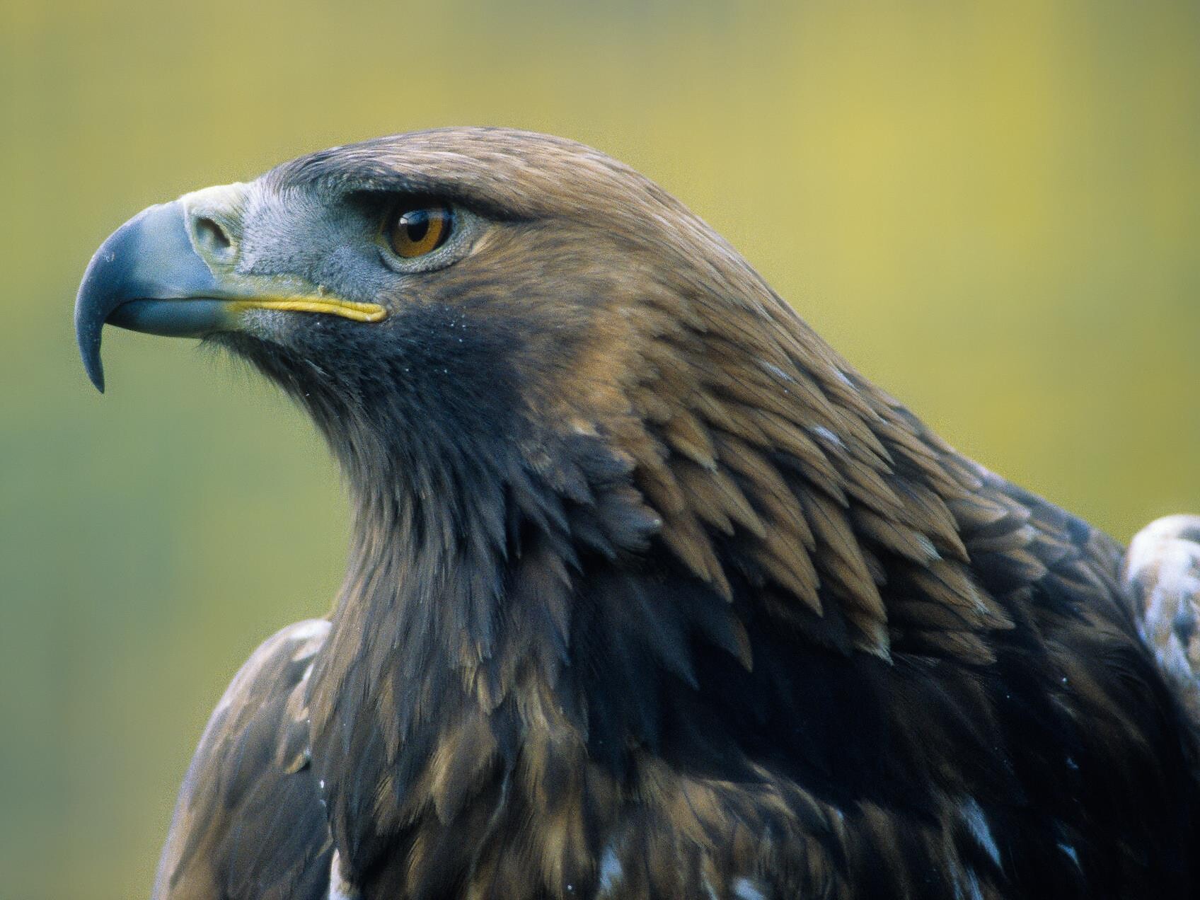 Schlern-Rosengarten Nature Park: Multivision with Valentin Pardeller - Dolomites Region Eggental - #3 - suedtirol.info