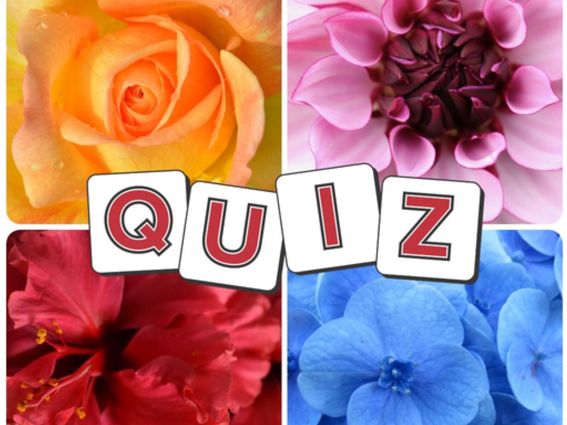 Merano Flower Festival: Social Corner & Flower Quiz - Merano e dintorni - #1 - suedtirol.info