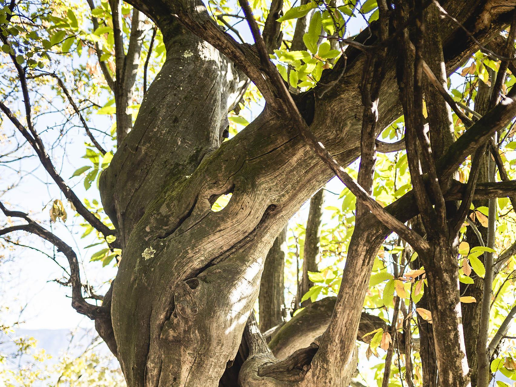 Luoghi magici nei Boschi di Lagundo - Merano e dintorni - #1 - suedtirol.info