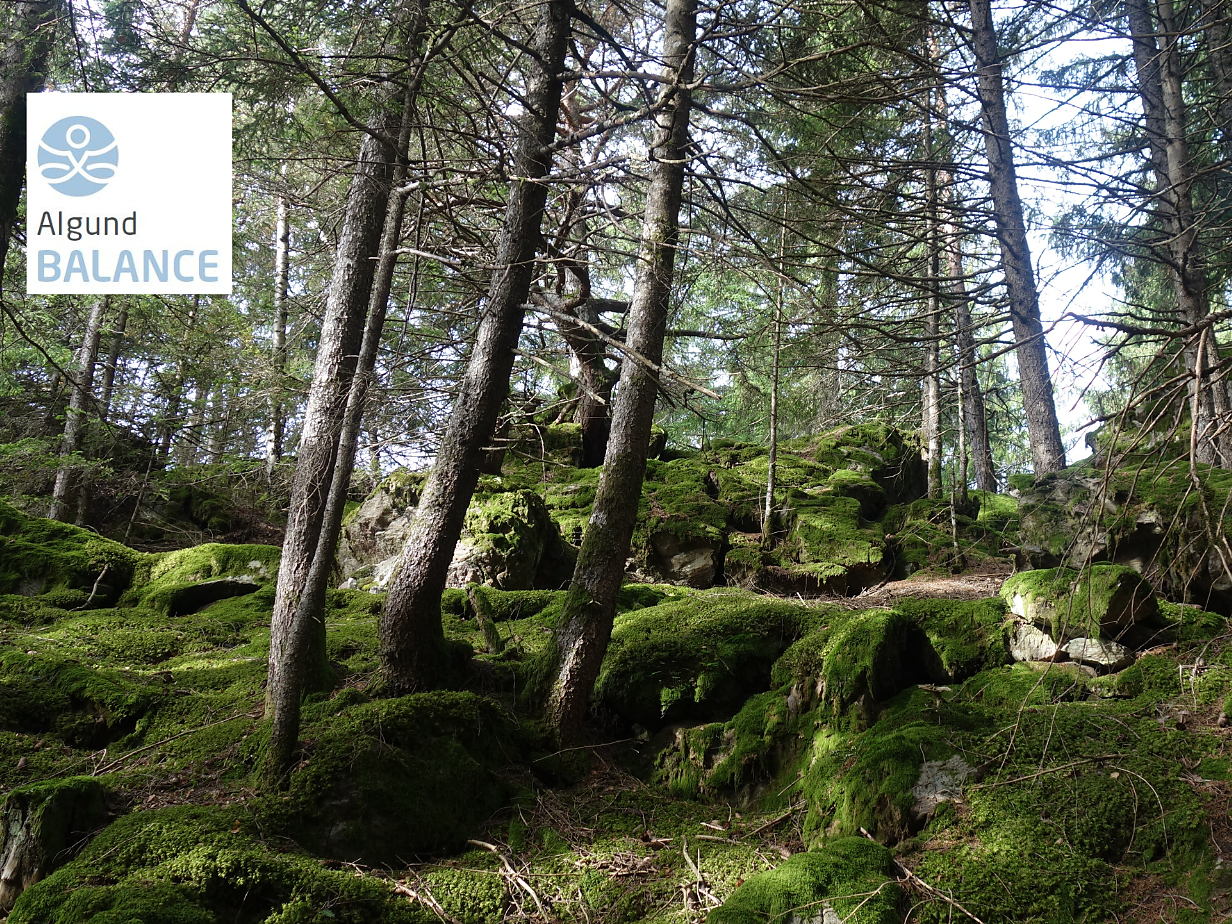 Luoghi magici nei Boschi di Lagundo - Merano e dintorni - #2 - suedtirol.info