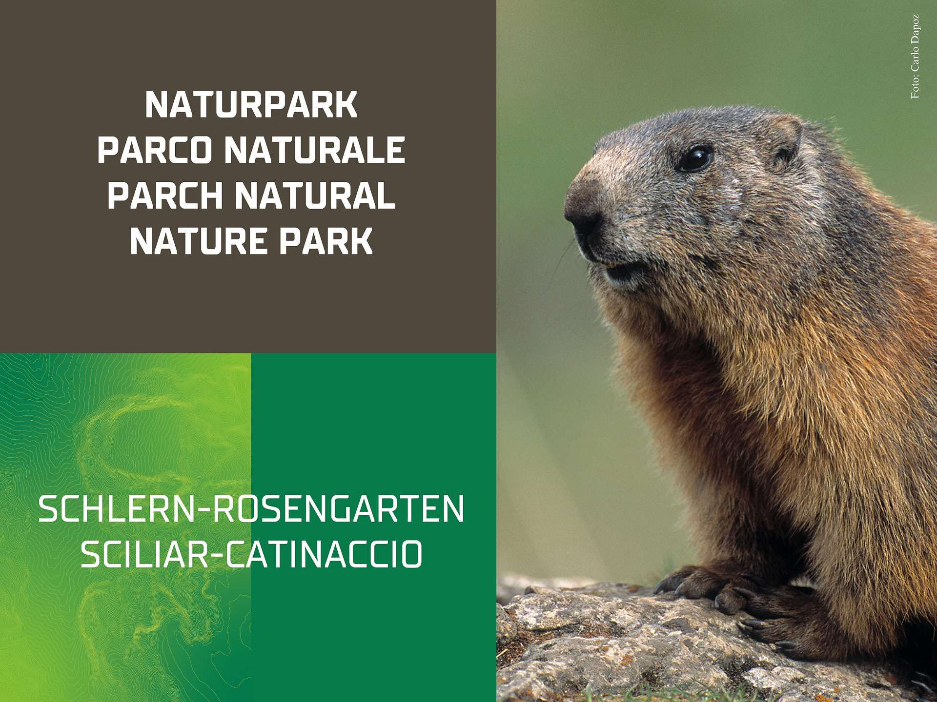 Marmot observation in the Nature Park Schlern-Rosengarten - Dolomites Region Seiser Alm - #1 - suedtirol.info