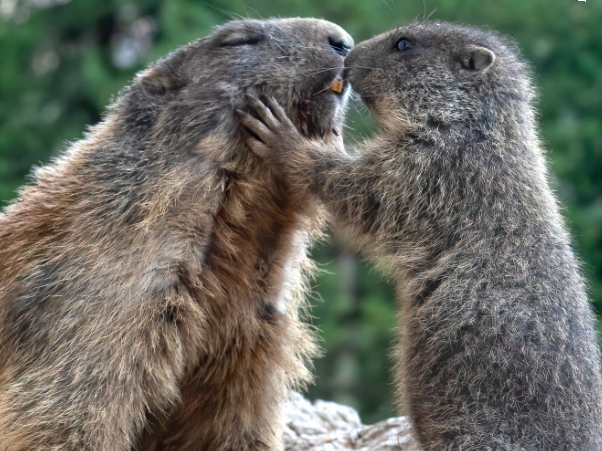 Marmot observation in the Nature Park Schlern-Rosengarten - Dolomites Region Seiser Alm - #2 - suedtirol.info