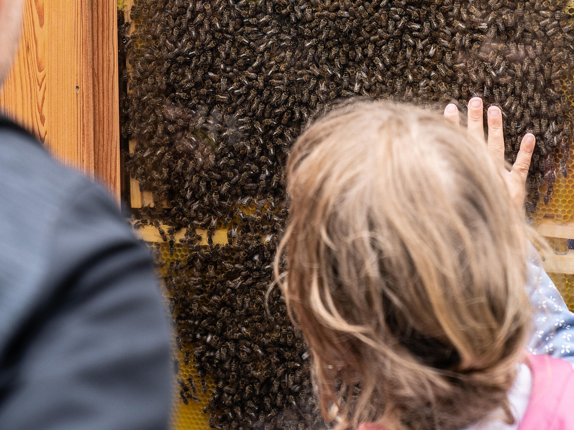 Movimënt dles ês - Die fantastische Welt der Bienen entdecken - Dolomitenregion Alta Badia - #1 - suedtirol.info