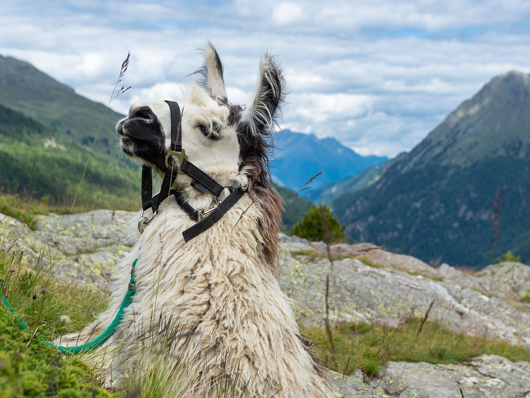 Meet & touch the Lama - Trial lessons Martell/Martello 1 suedtirol.info