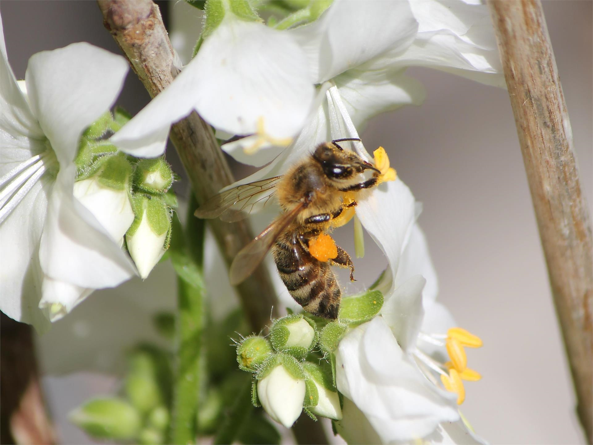 Mit Bienen auf Tuchfühlung (Psairer Langis) St.Martin in Passeier 2 suedtirol.info