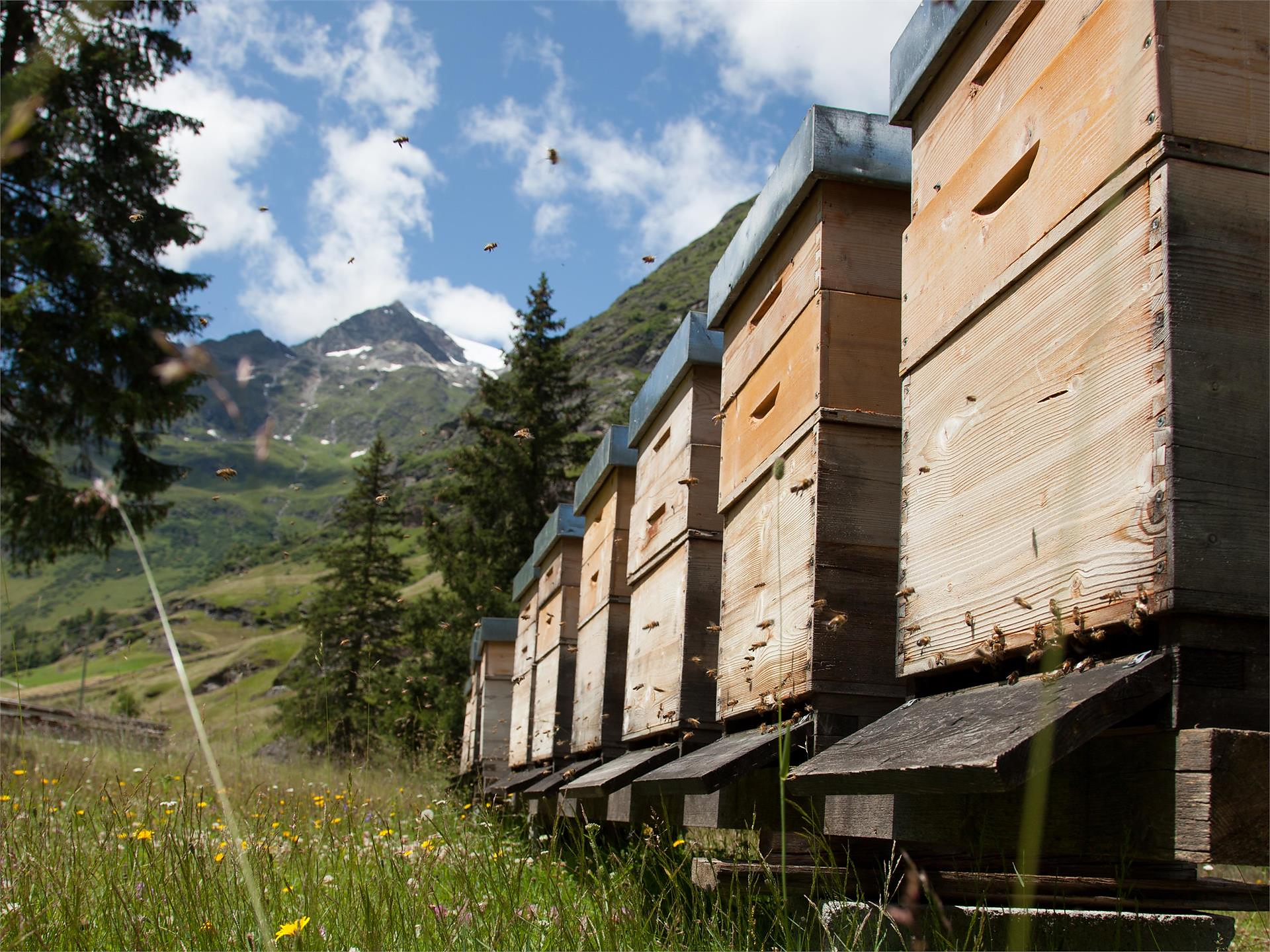 Mit Bienen auf Tuchfühlung (Psairer Langis) St.Martin in Passeier 1 suedtirol.info