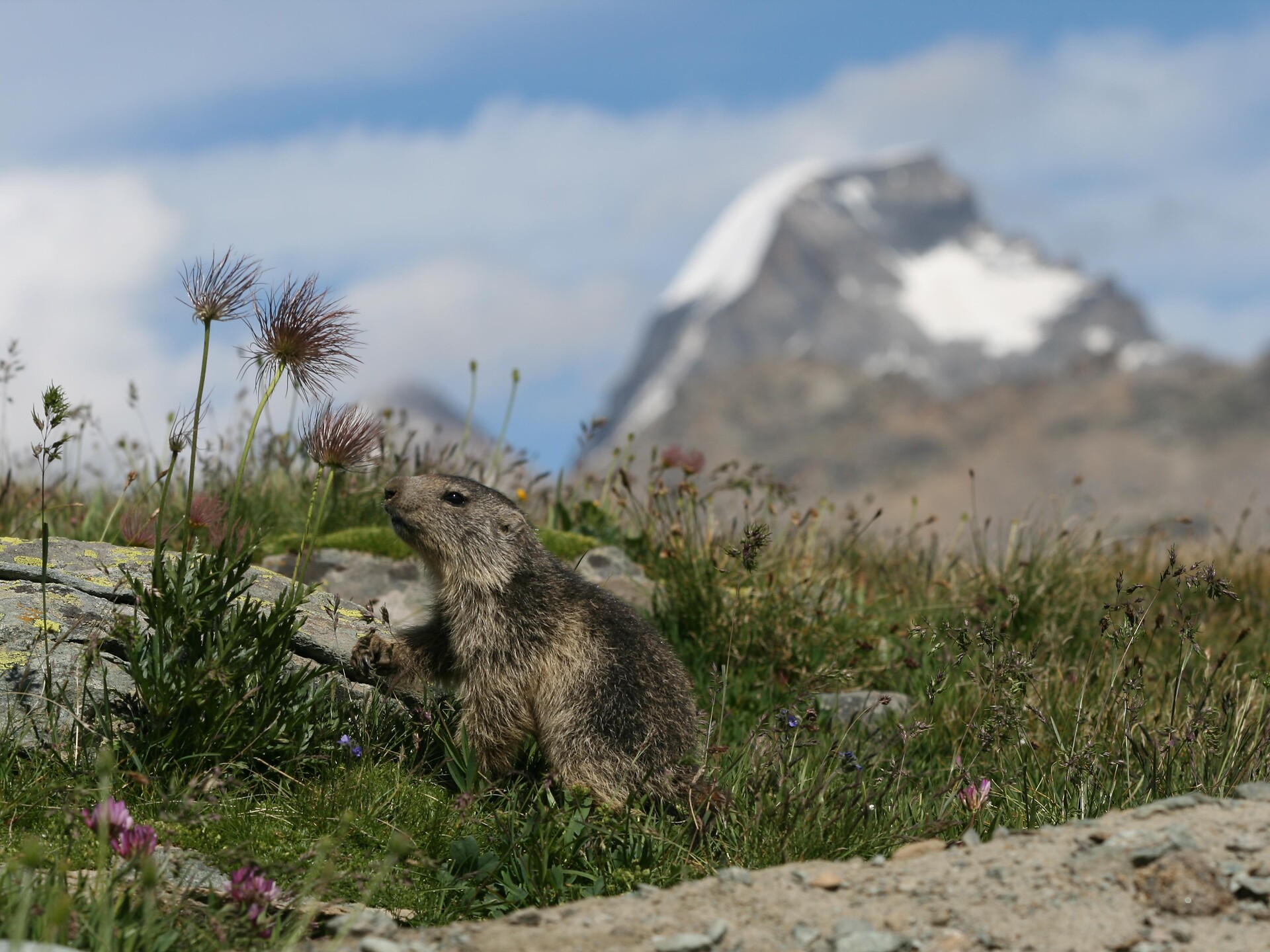 Alla scoperta delle marmotte Martello 1 suedtirol.info