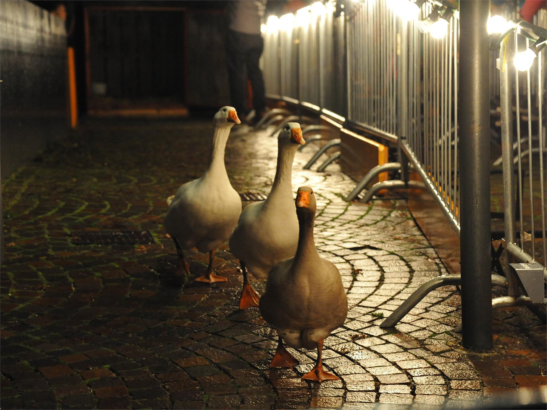 Saint Martin's Day - Meran/Merano and environs - #3 - suedtirol.info