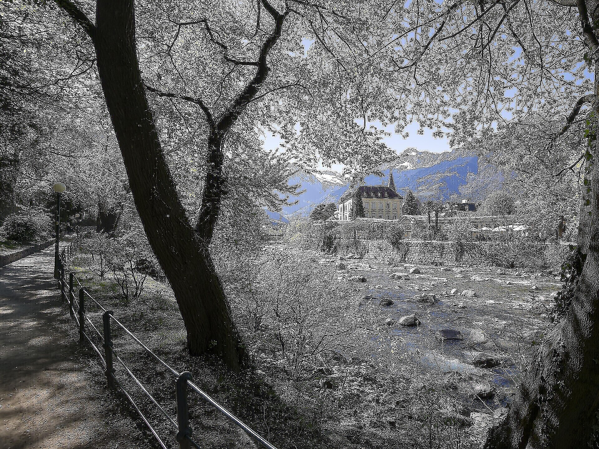 Muoviti a Merano: Managing trees in the city - Meran/Merano and environs - #1 - suedtirol.info