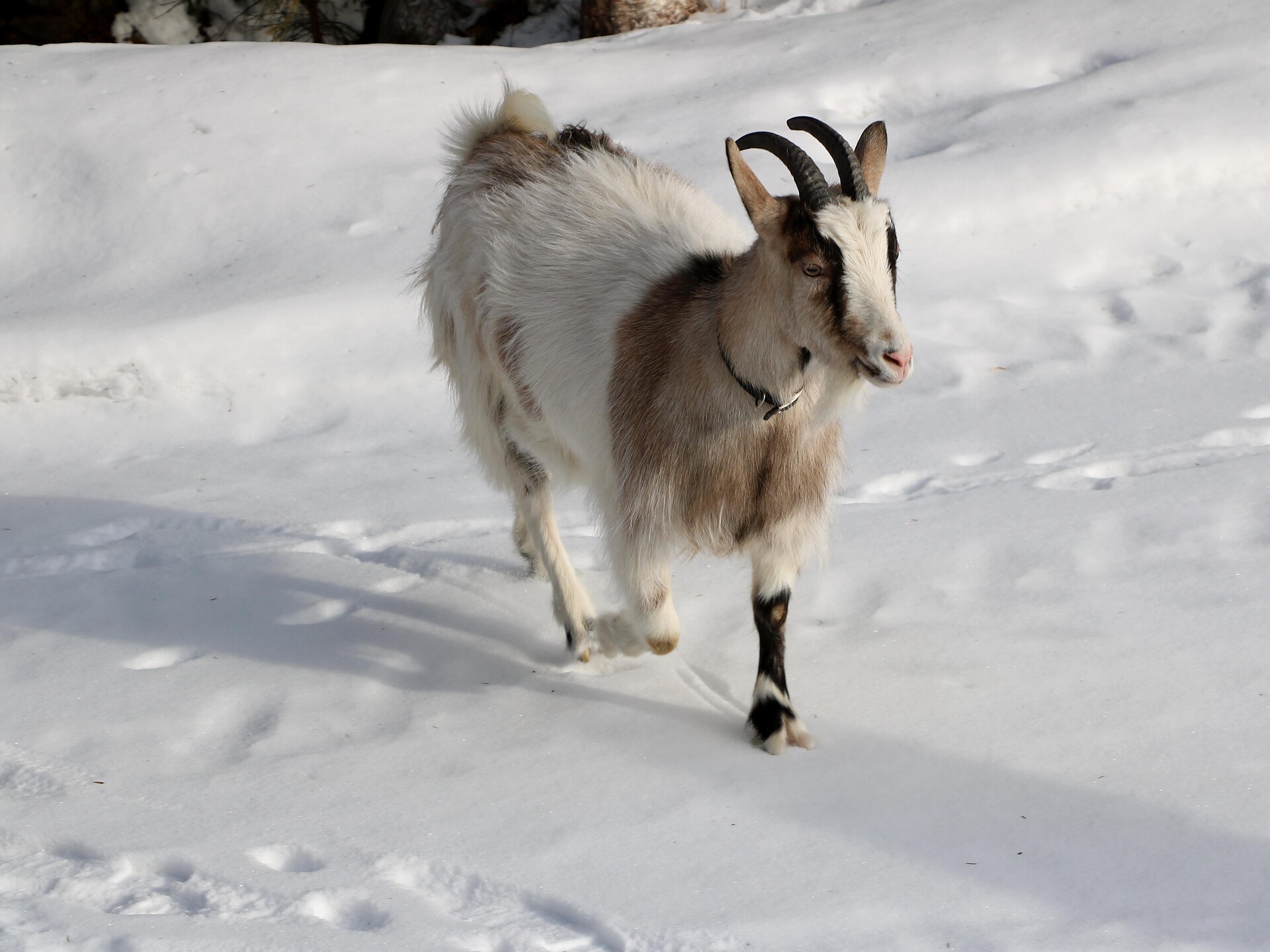 Con la capra attraverso la valle - Regione dolomitica Plan de Corones - #3 - suedtirol.info