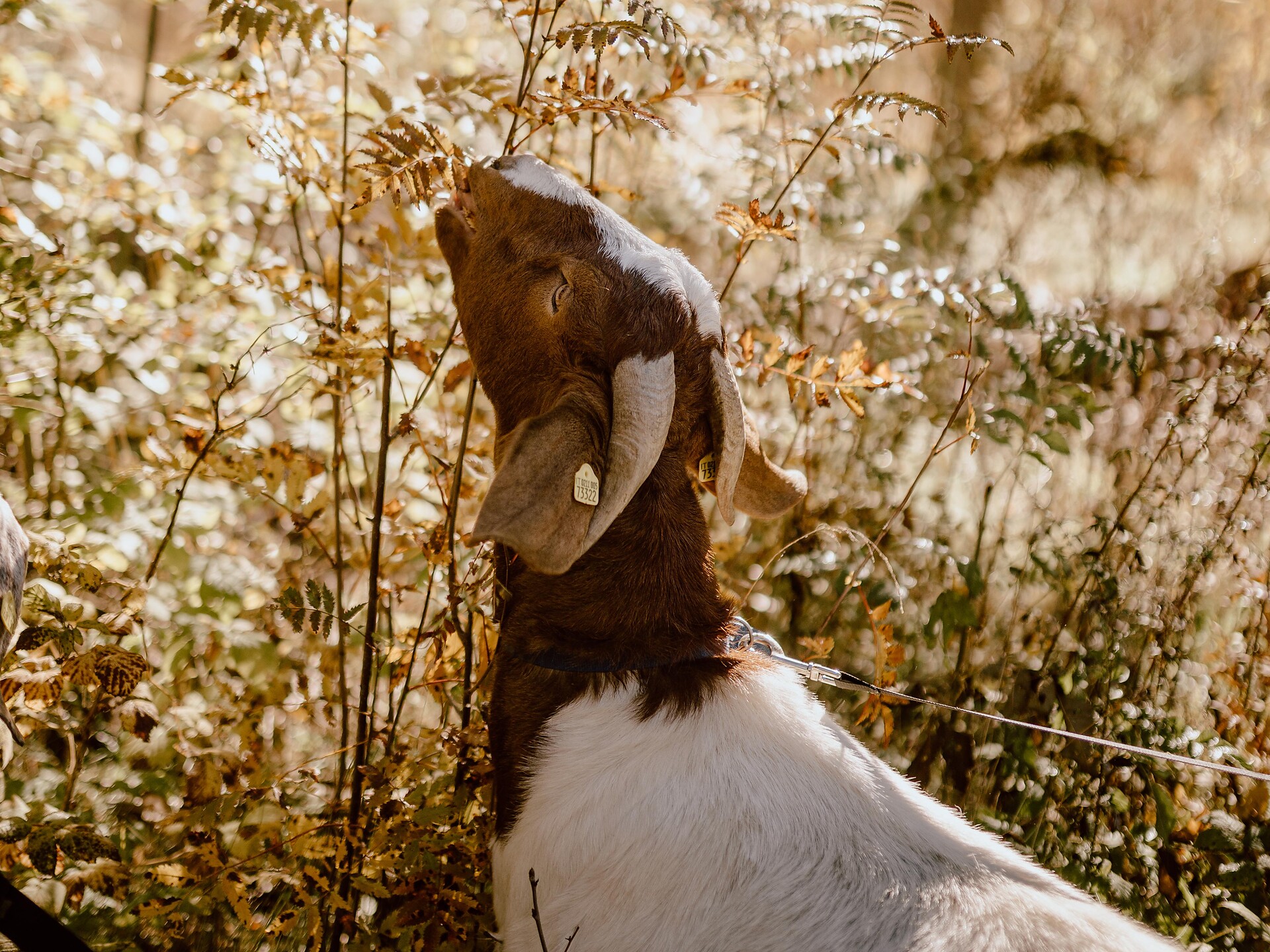 Con la capra attraverso la valle - Regione dolomitica Plan de Corones - #2 - suedtirol.info