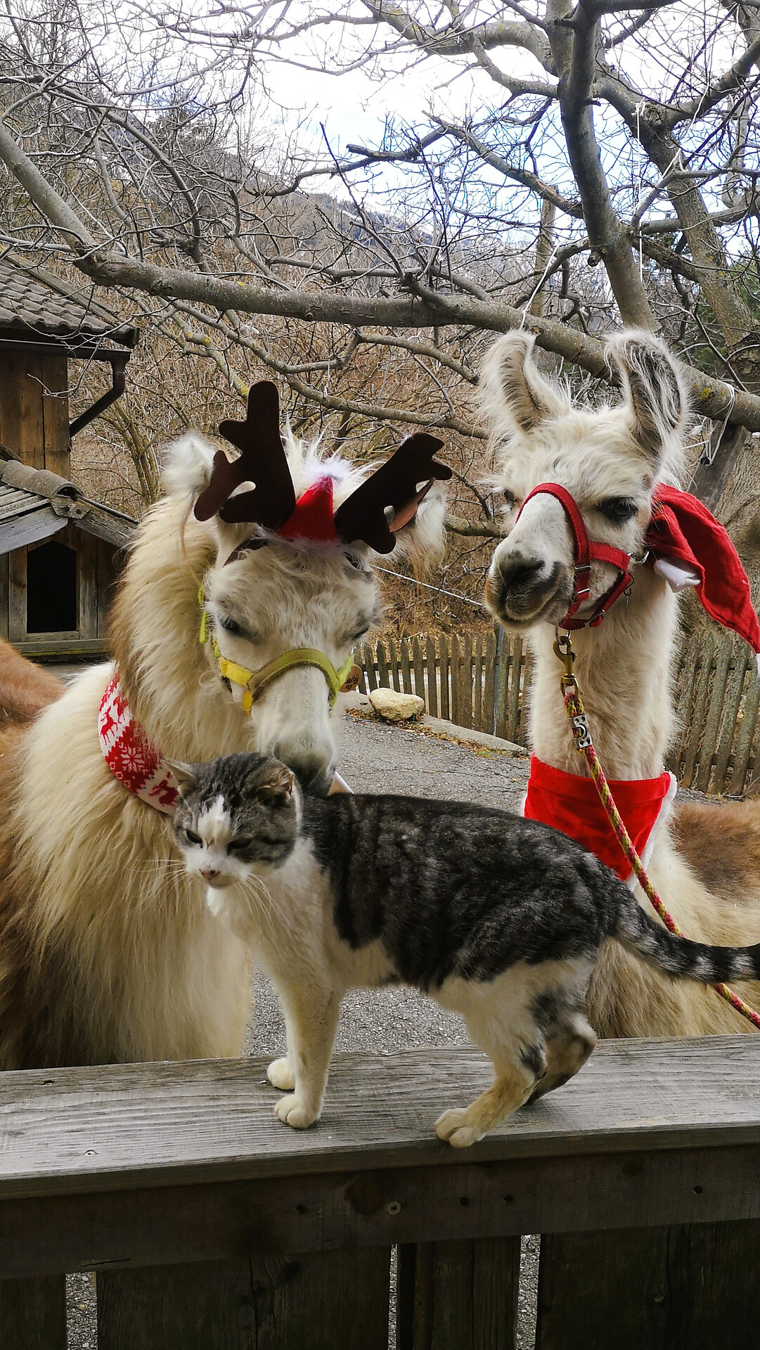Magical winter magic & heart-warming lama moments - Meran/Merano and environs - #6 - suedtirol.info
