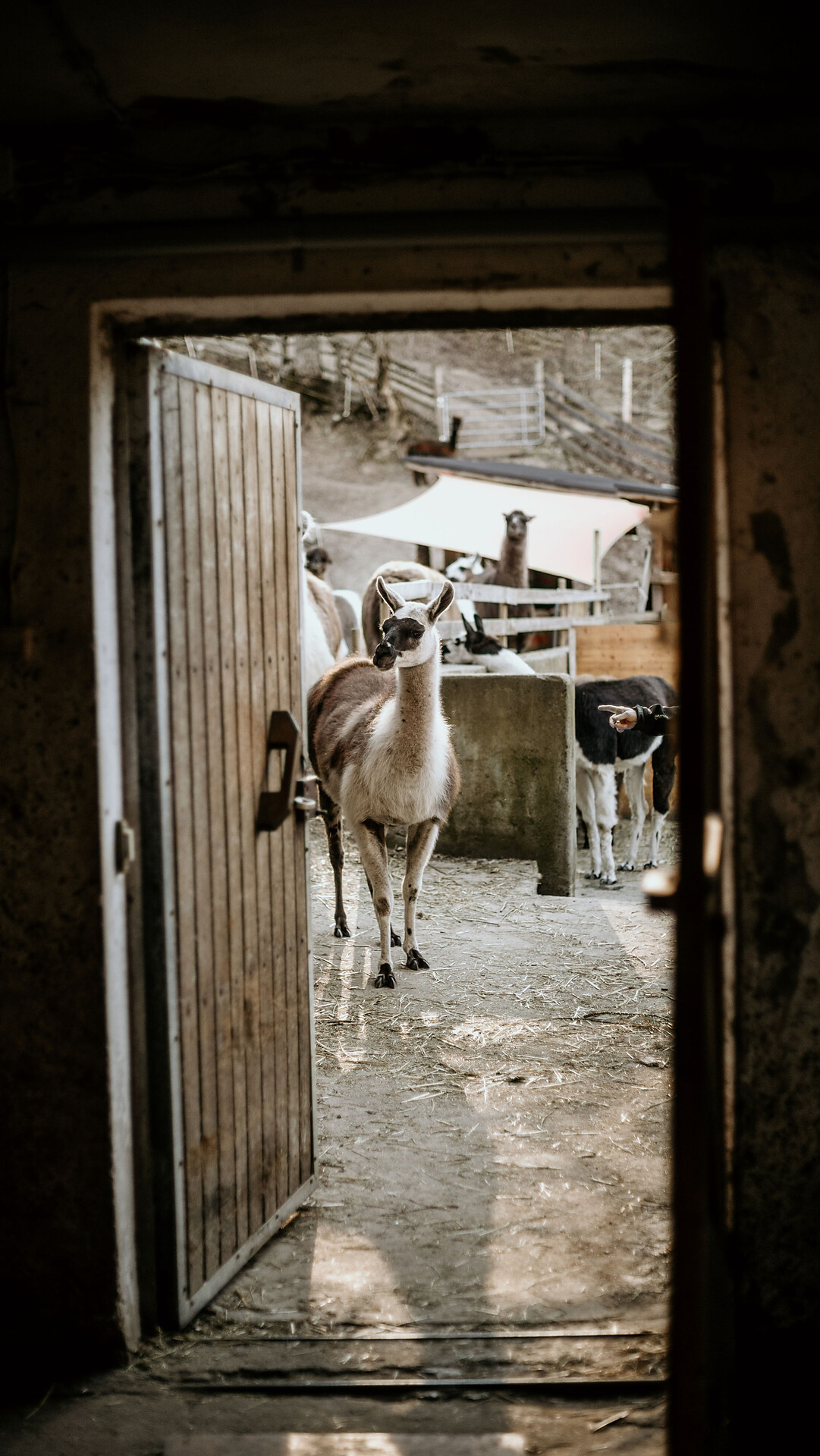 Magical winter magic & heart-warming lama moments - Meran/Merano and environs - #3 - suedtirol.info