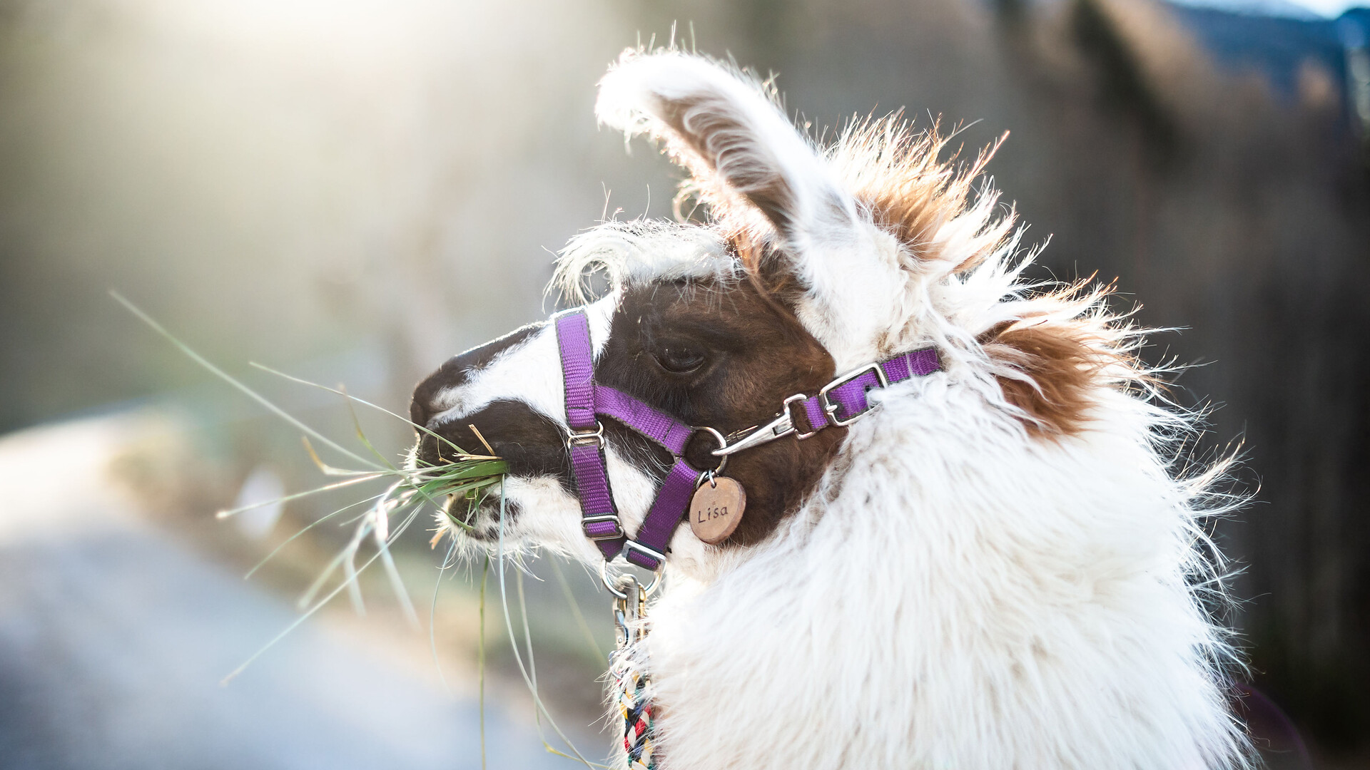 Magical winter magic & heart-warming lama moments - Meran/Merano and environs - #5 - suedtirol.info