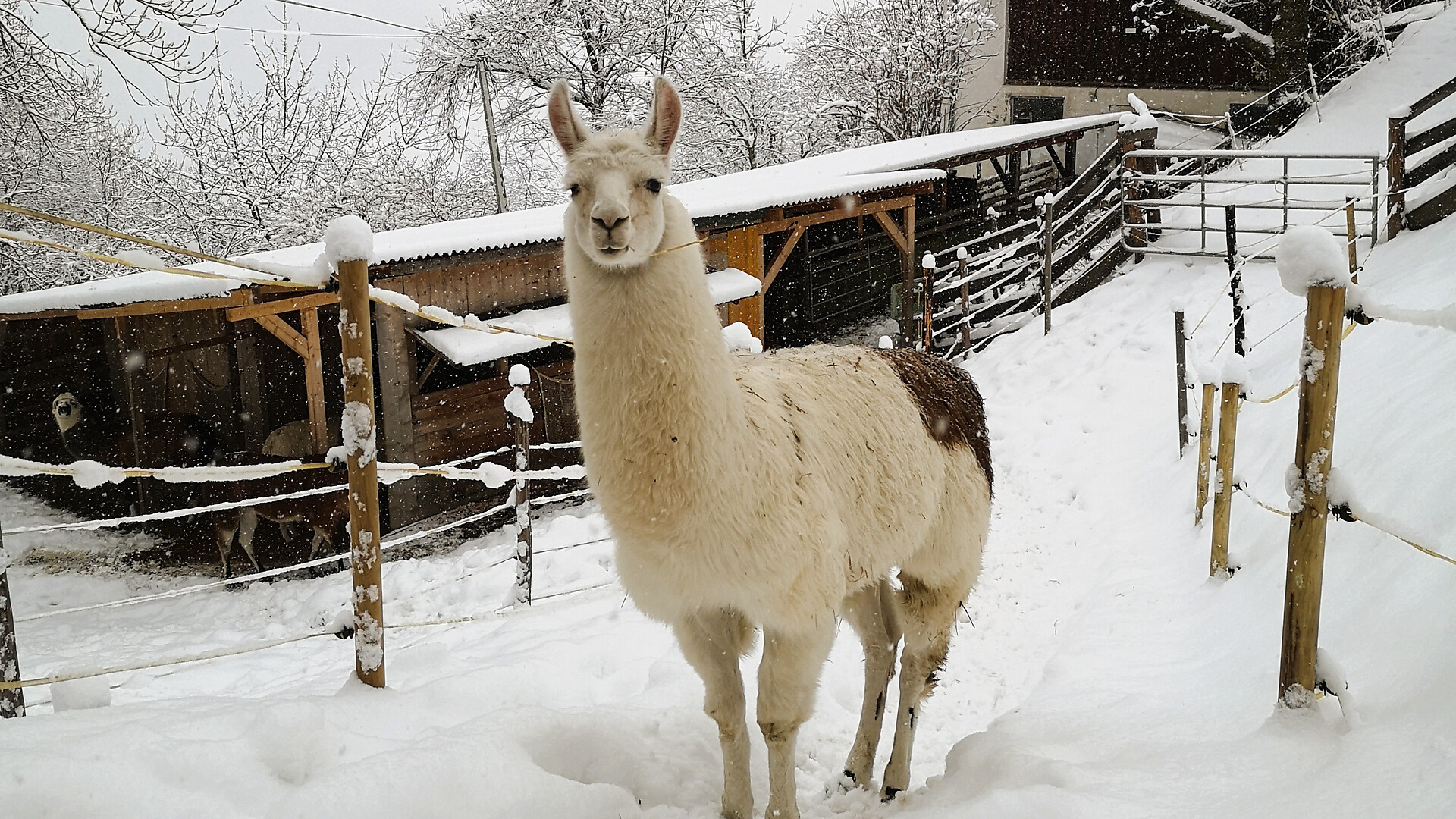 Magical winter magic & heart-warming lama moments - Meran/Merano and environs - #7 - suedtirol.info