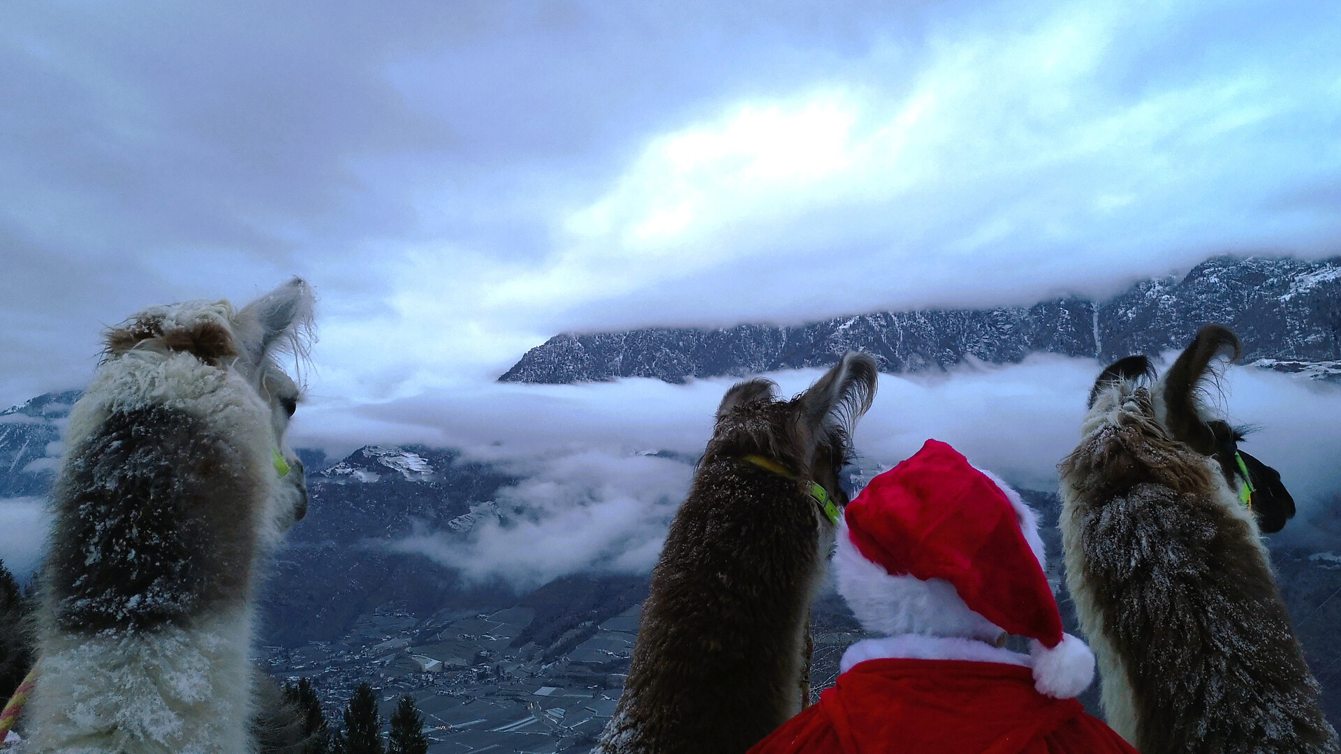 Magical winter magic & heart-warming lama moments - Meran/Merano and environs - #4 - suedtirol.info