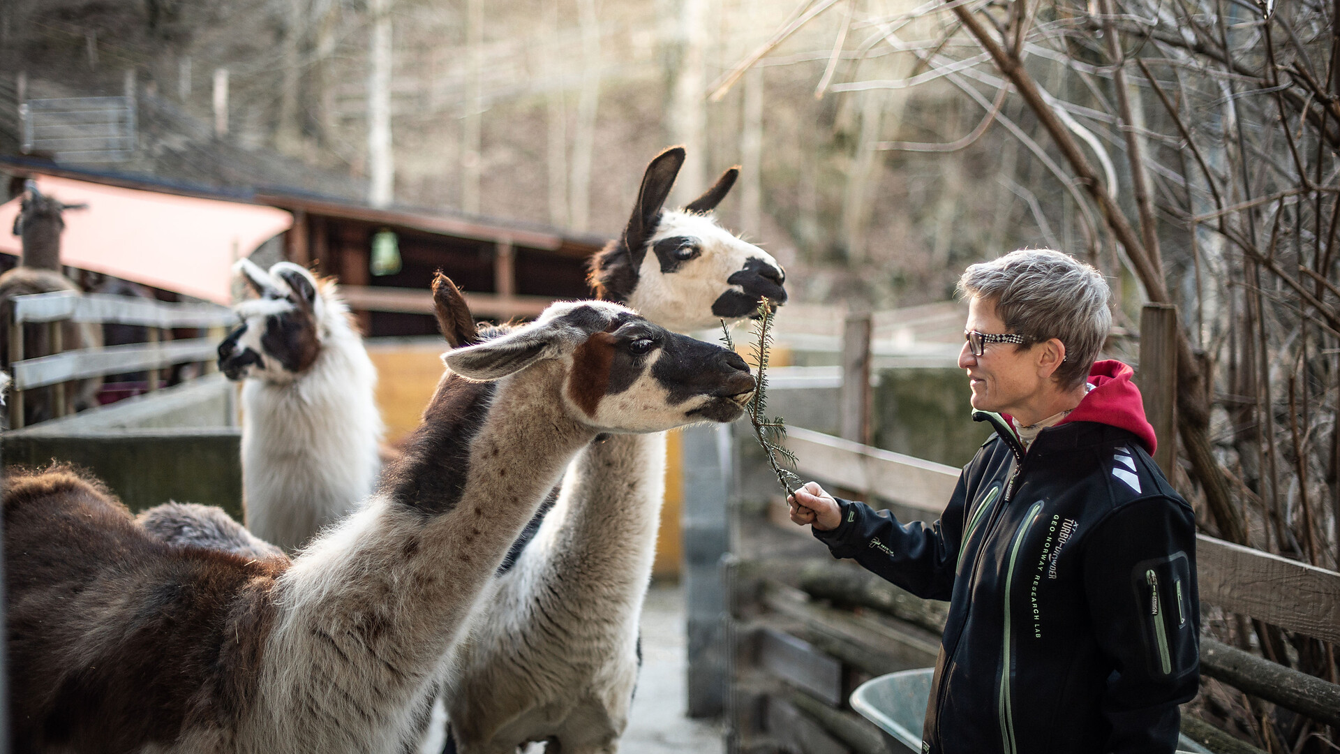 Magical winter magic & heart-warming lama moments - Meran/Merano and environs - #1 - suedtirol.info