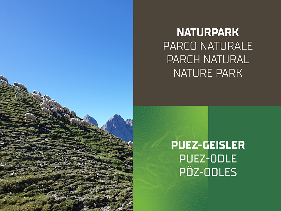 Geführte Wanderung: Zur Sommerweide des Villnösser Brillenschafes - Dolomitenregion Villnösstal - #1 - suedtirol.info