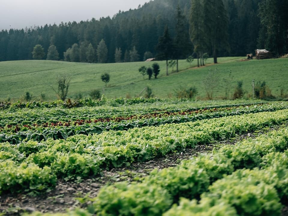 Natura, maso & sapori - Maso Tschoggler - Regione dolomitica Plan de Corones - #2 - suedtirol.info