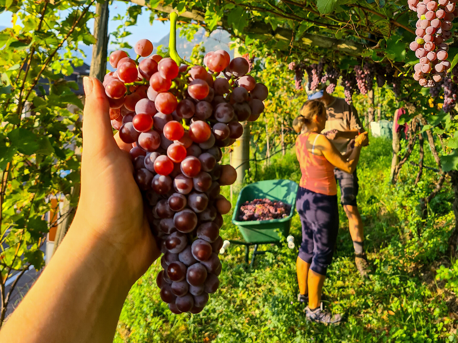 Pomella Natural Wines & Herb Farm – See, smell, taste – with tasting - Alto Adige Wine Road - #8 - suedtirol.info