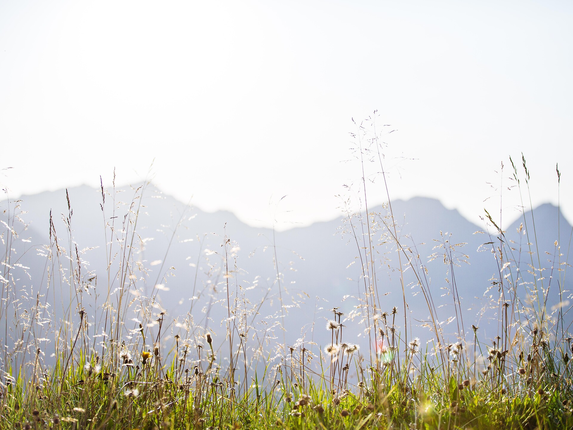 Escursione naturalistica nel Parco Naturale Gruppo di Tessa - Merano e dintorni - #2 - suedtirol.info