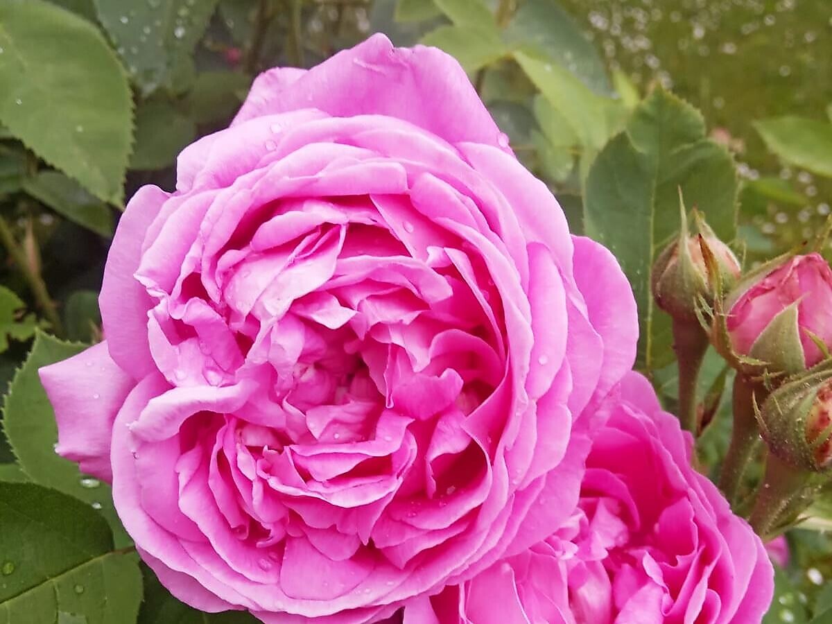 Nimm Hennendreck und Bugglkraut im Nussauhof - Gartenliebe Andrian & Terlan 2026 - Südtiroler Weinstraße - #2 - suedtirol.info