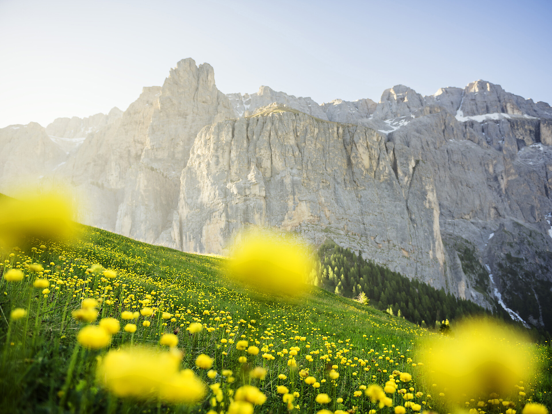 Escursione naturalistica "Splendore floreale al Passo Gardena" Selva 1 suedtirol.info