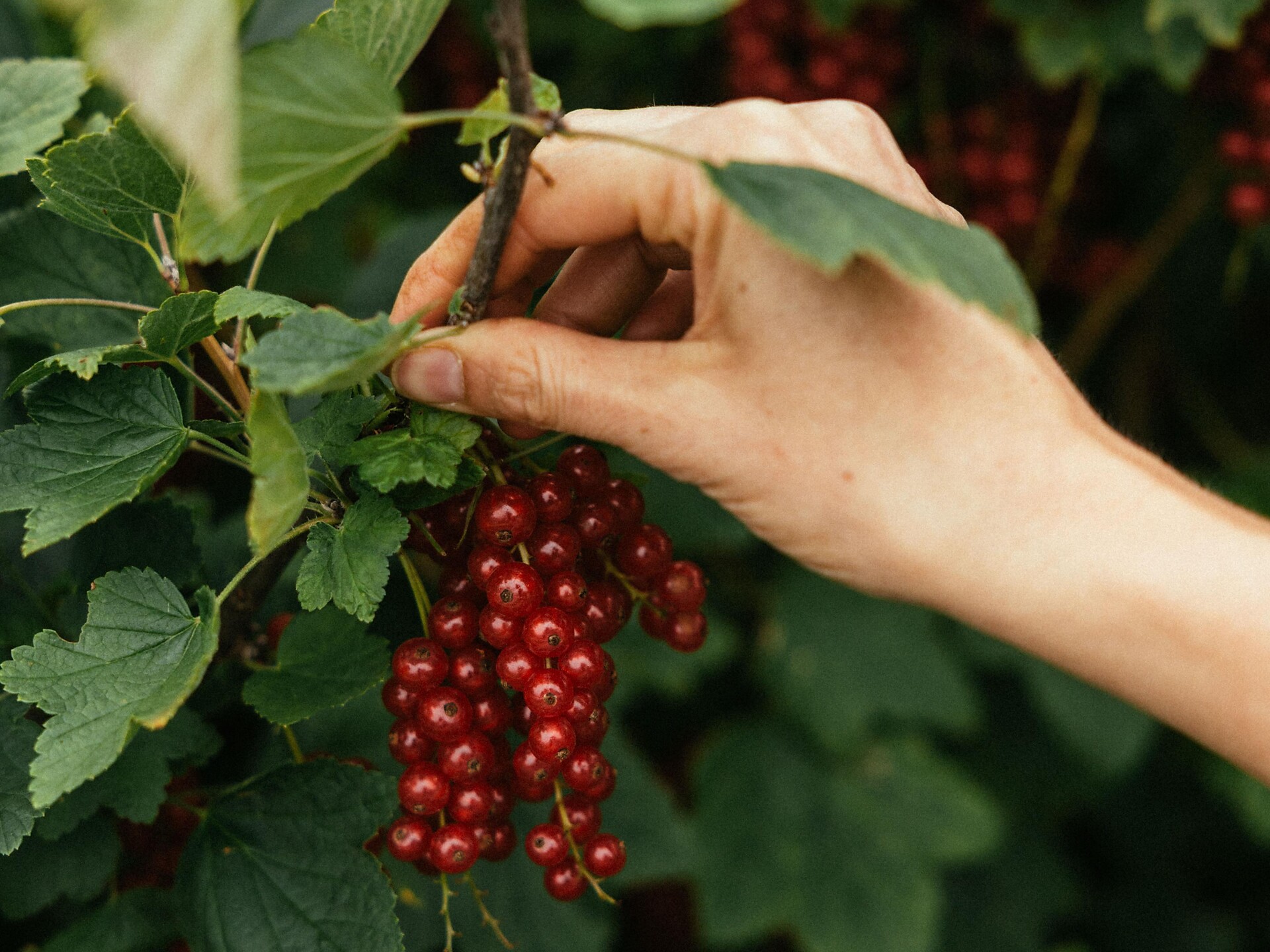 Natura, maso & sapori - Maso Lechnerhof - Regione dolomitica Plan de Corones - #1 - suedtirol.info