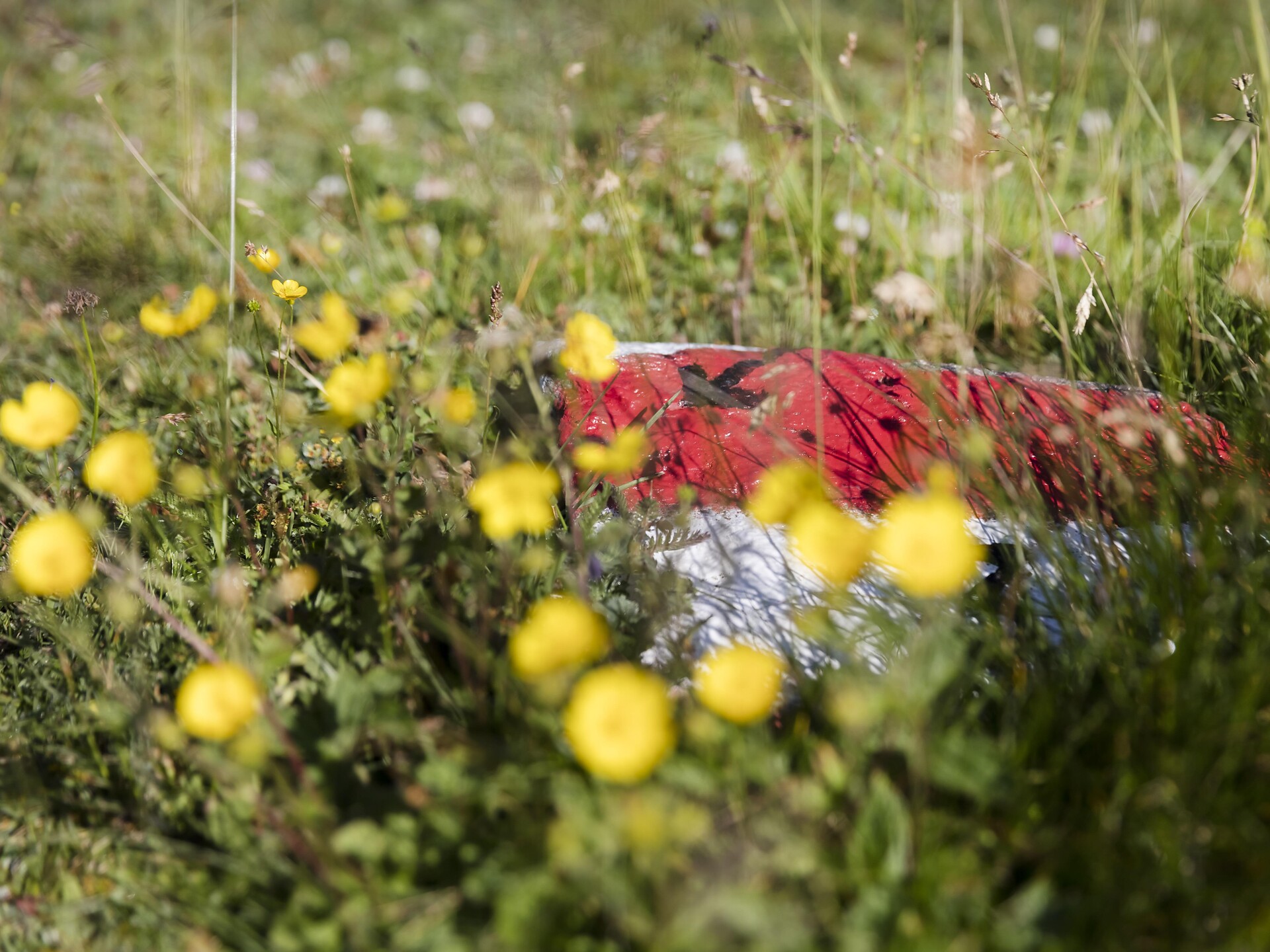 Nature Discovery hike Forest - Trees - Mountain flowers - Vinschgau/Val Venosta - #1 - suedtirol.info