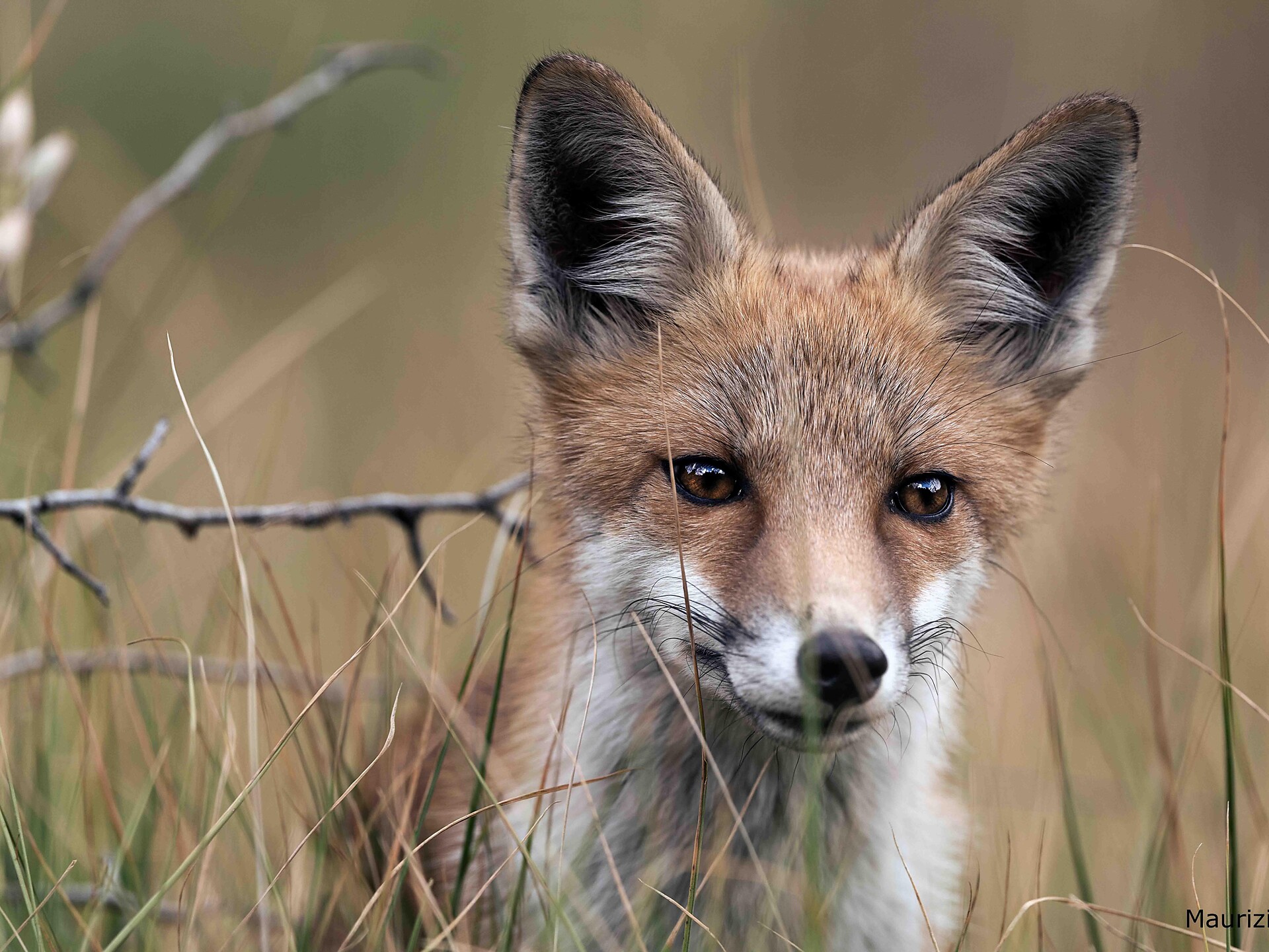 Natura selvaggia nel Parco Nazionale Ultimo 2 suedtirol.info