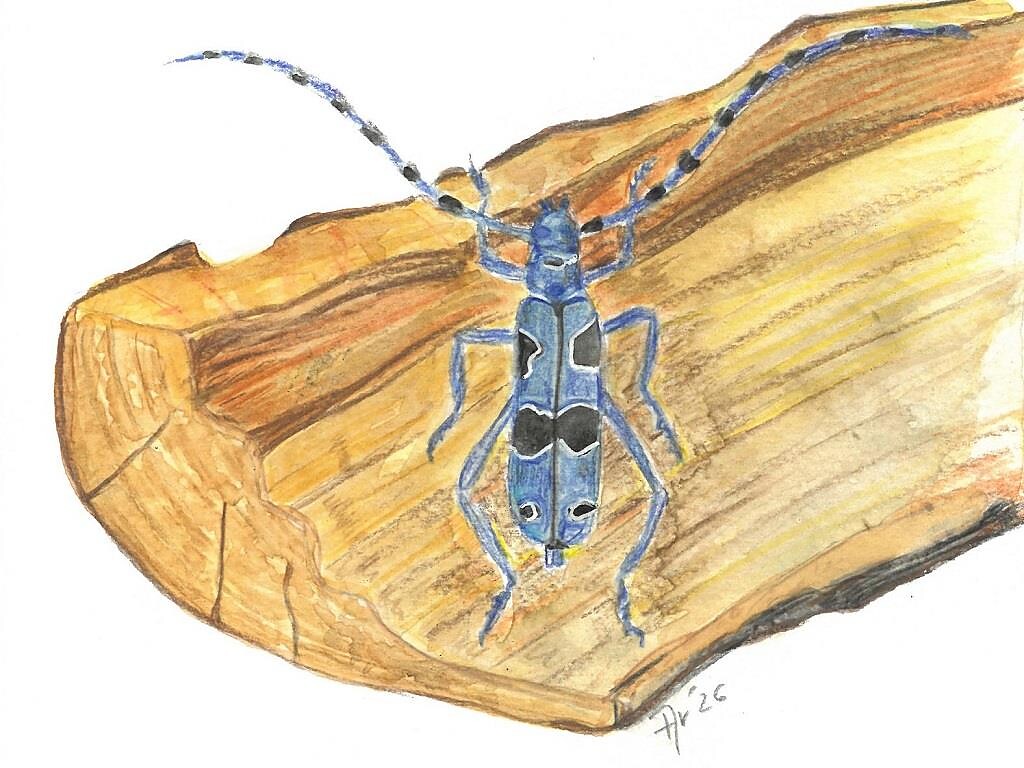 Naturmuseum Südtirol - Nach der Natur zeichnen - Bozen und Umgebung - #2 - suedtirol.info