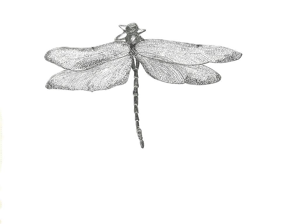 Naturmuseum Südtirol - Nach der Natur zeichnen - Bozen und Umgebung - #1 - suedtirol.info