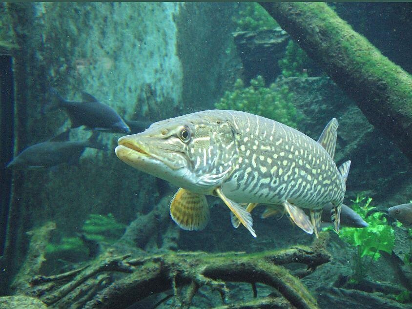 Scoprire la natura nel centro visite aquaprad - Val Venosta - #1 - suedtirol.info